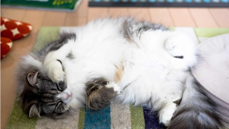 ラグマットに横たわる猫